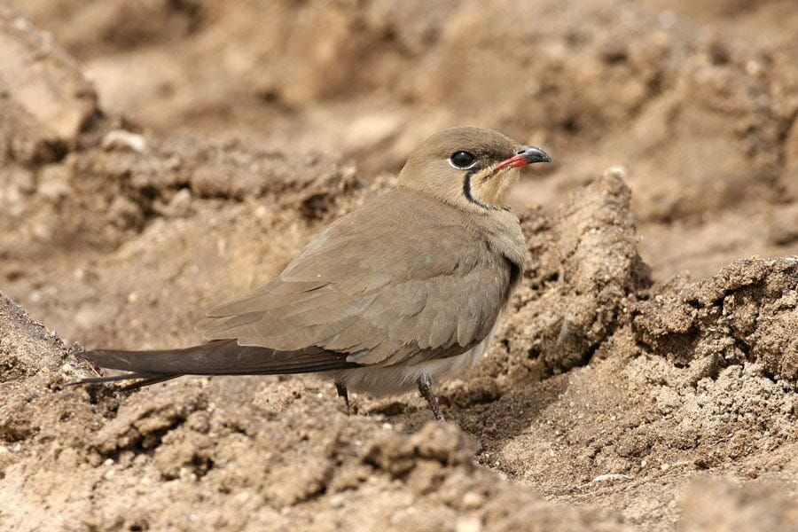 Collared Pratincole standing on the ground