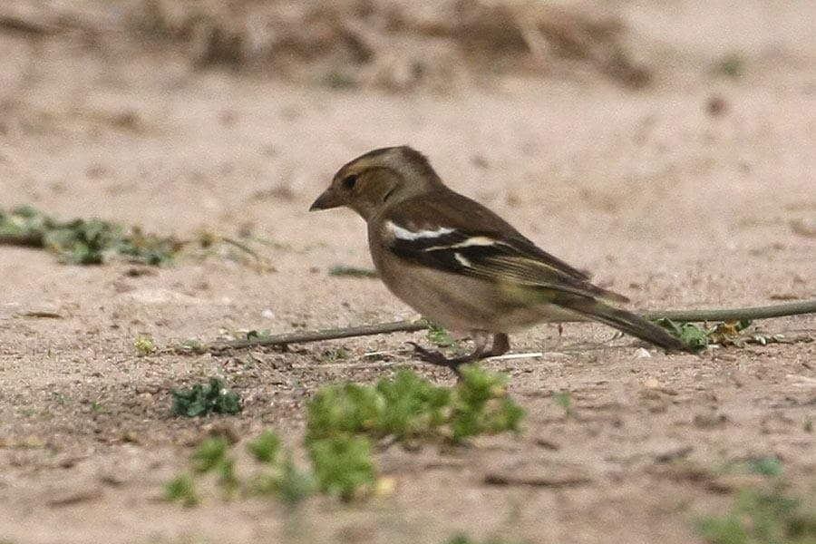 Common Chaffinch standing on the ground