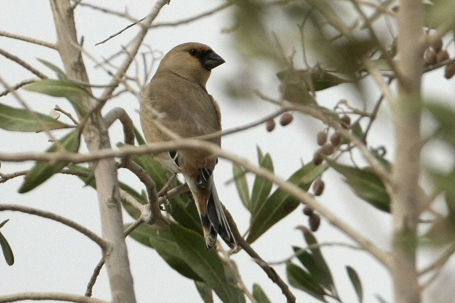 Desert Finch perched on a tree