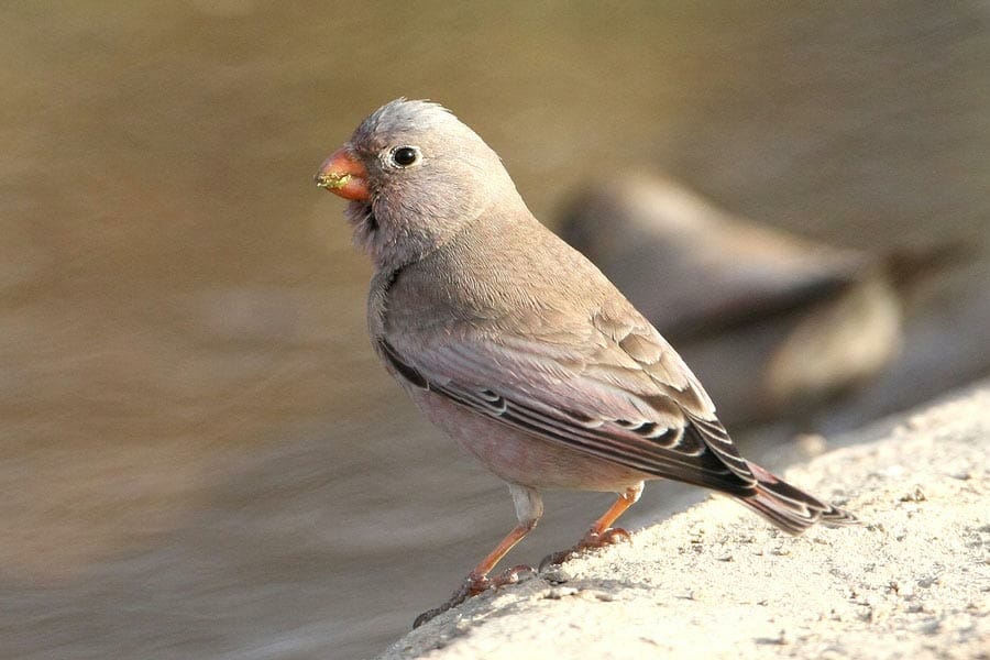 Trumpeter Finch at water hole