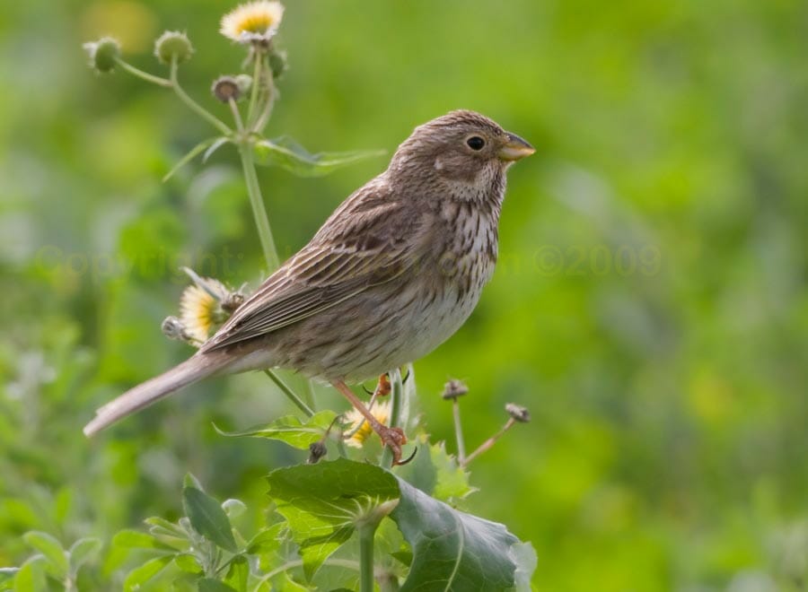 Corn Bunting