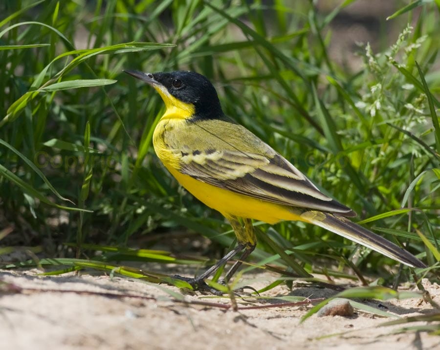 Yellow Wagtail ssp. feldegg