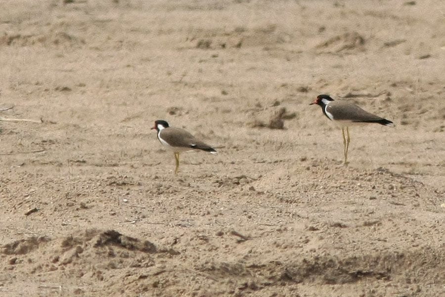 Red-wattled Lapwings standing on the ground