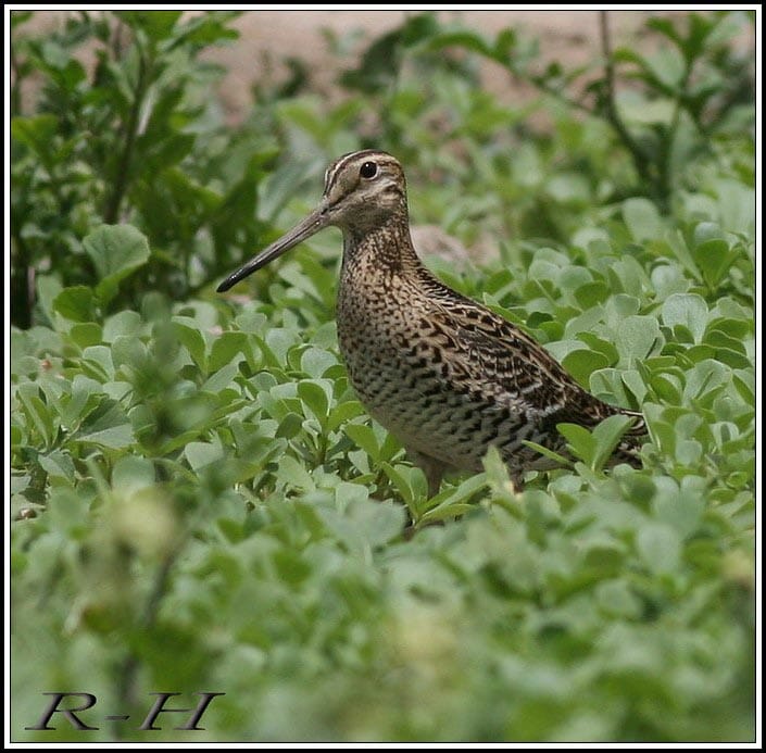 Great Snipe standing on the ground
