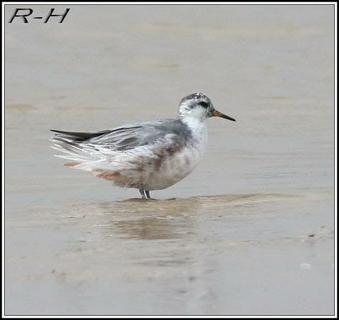 Grey Phalarope Phalaropus fulicarius