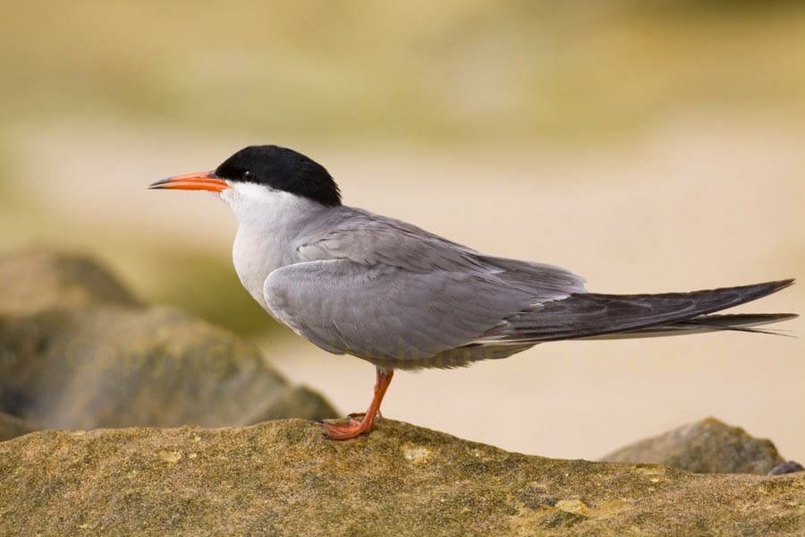 White-cheeked Tern Sterna repressa