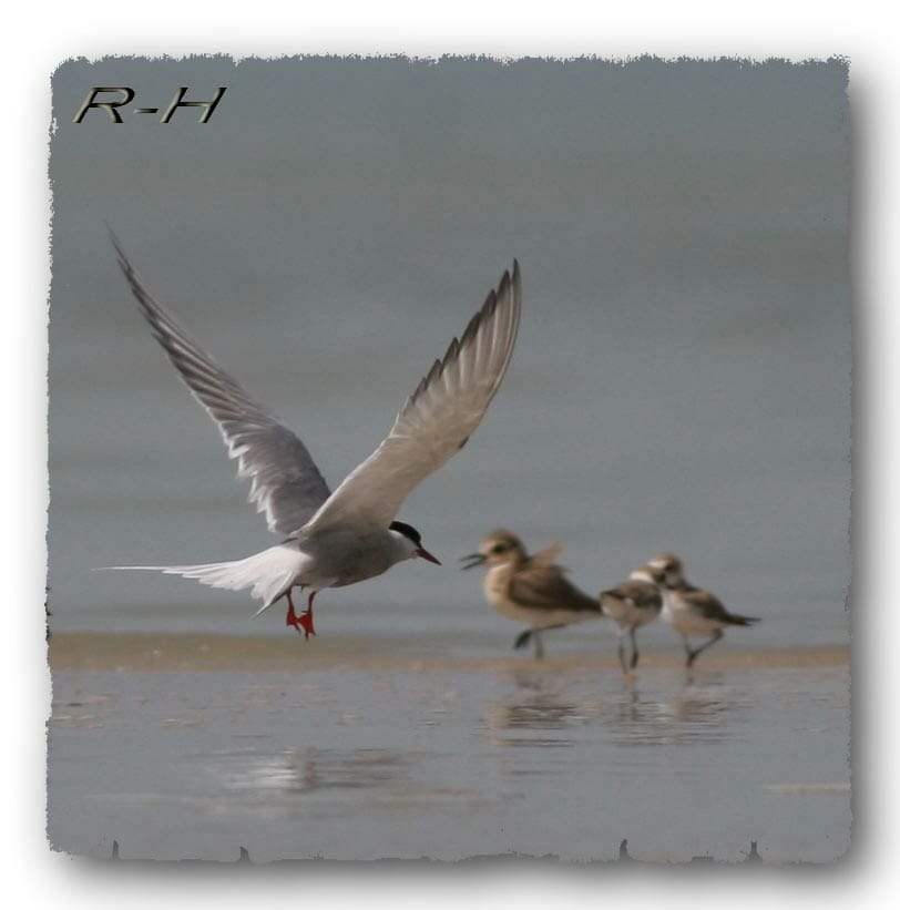 Arctic Tern in flight