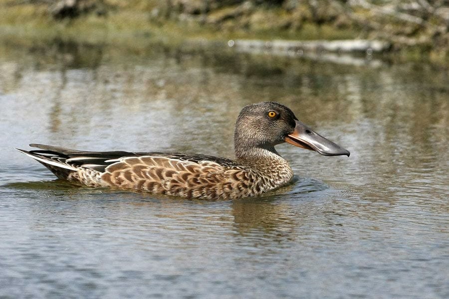 Northern Shoveler swimming in water