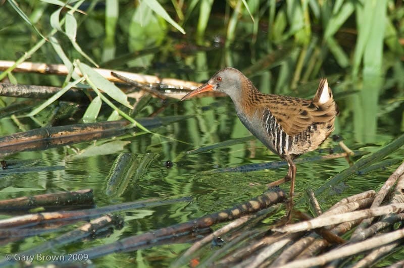 Water Rail Rallus aquaticus