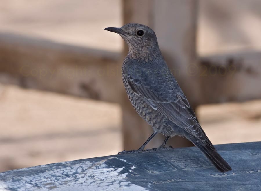 Blue Rock Thrush Monticola solitarius Blue Rock Thrush Monticola solitarius