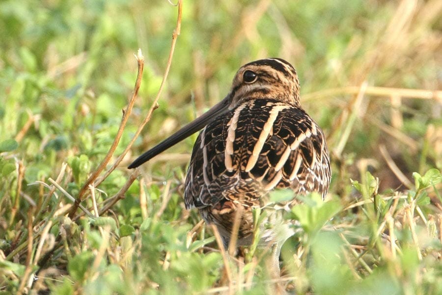 Common Snipe standing on grass