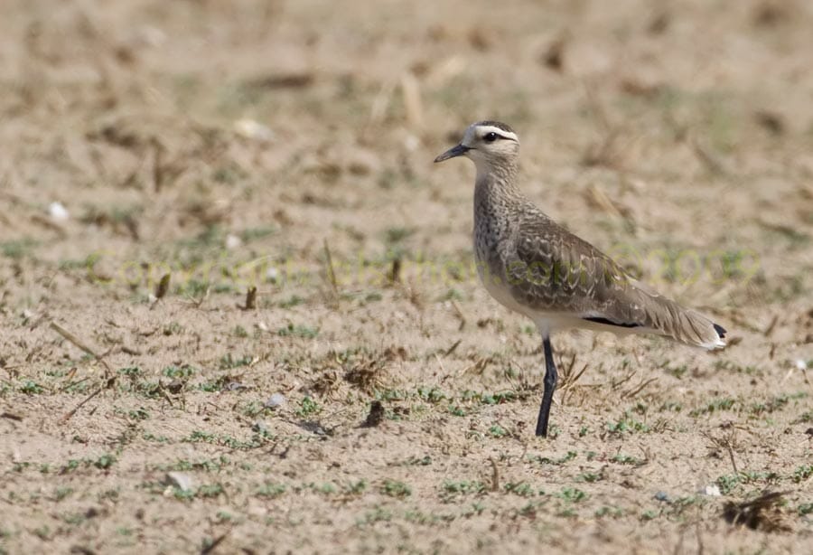 Sociable_Lapwing Sociable_Lapwing