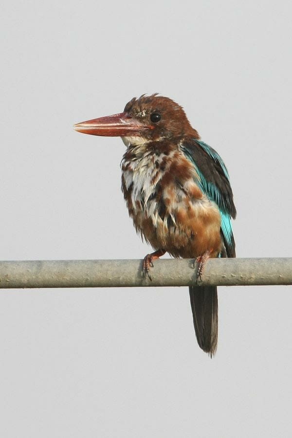 White-throated Kingfisher perched on a pipe