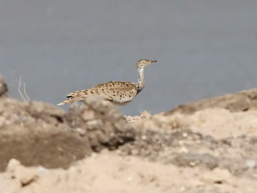 Macqueen's Bustard houbara_bustard_kuwait_09November09