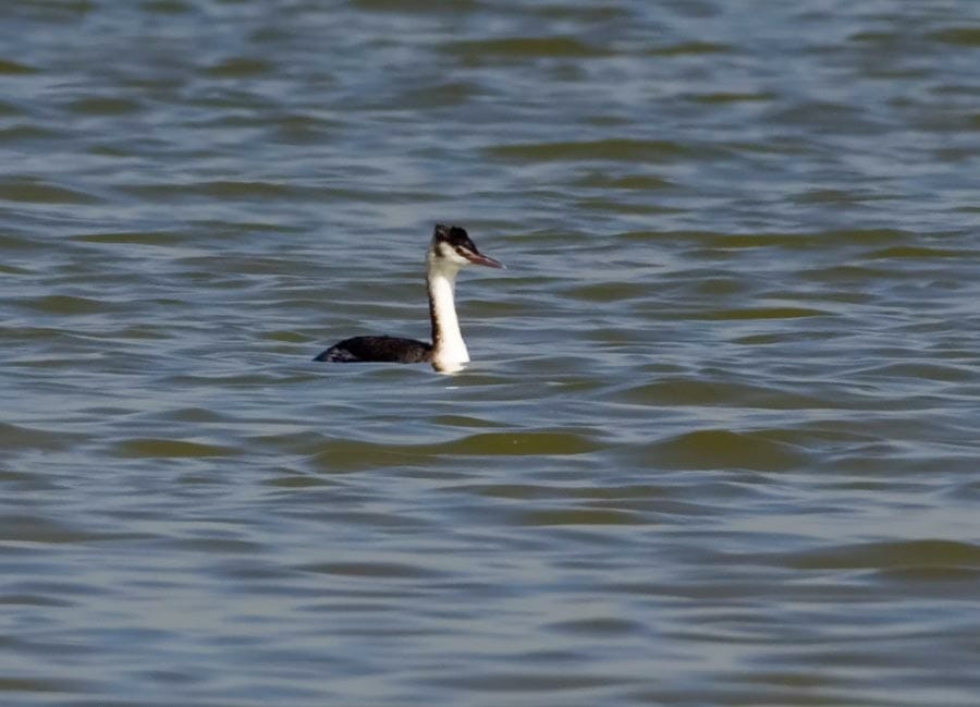 Great Crested Grebe swimming in water