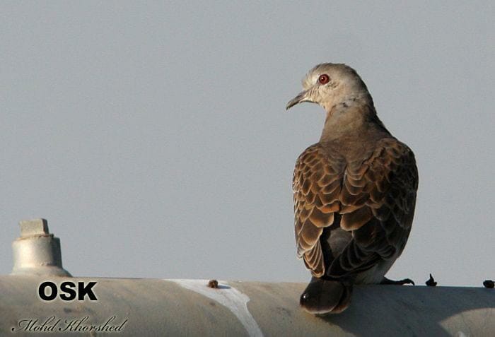 Oriental Turtle Dove standing on a pipe and looking to the left