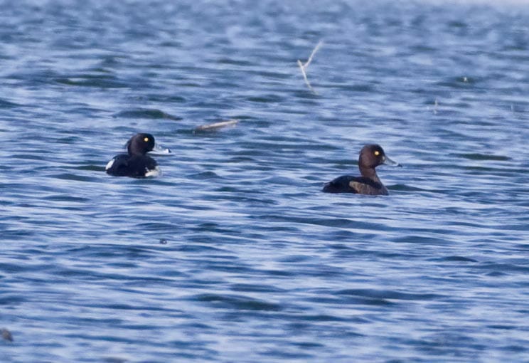 Tufted Duck Aythya fuligula