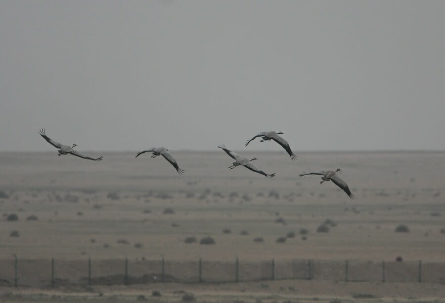 Five Common Cranes in flight