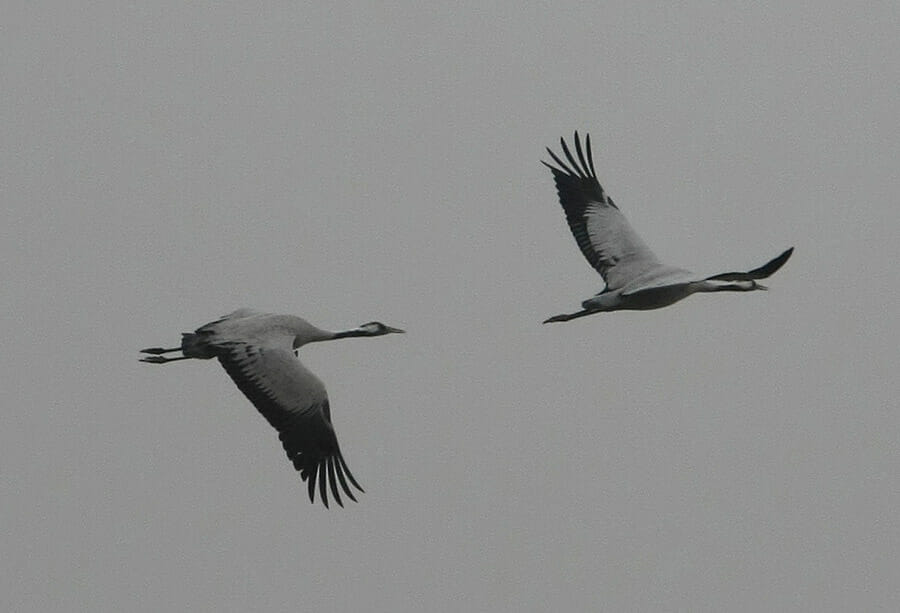 Two Common Cranes in flight
