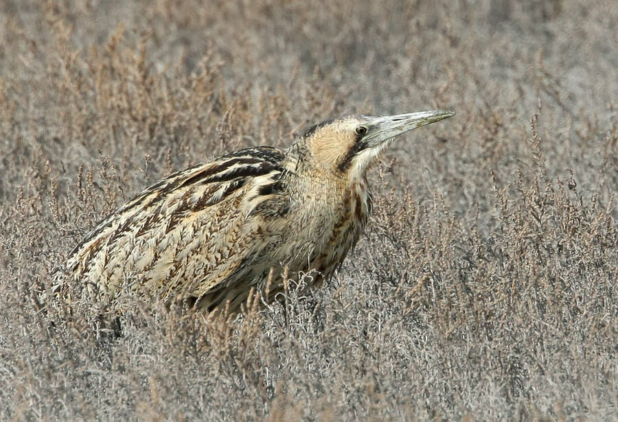 Eurasian Bittern standing in dry grass