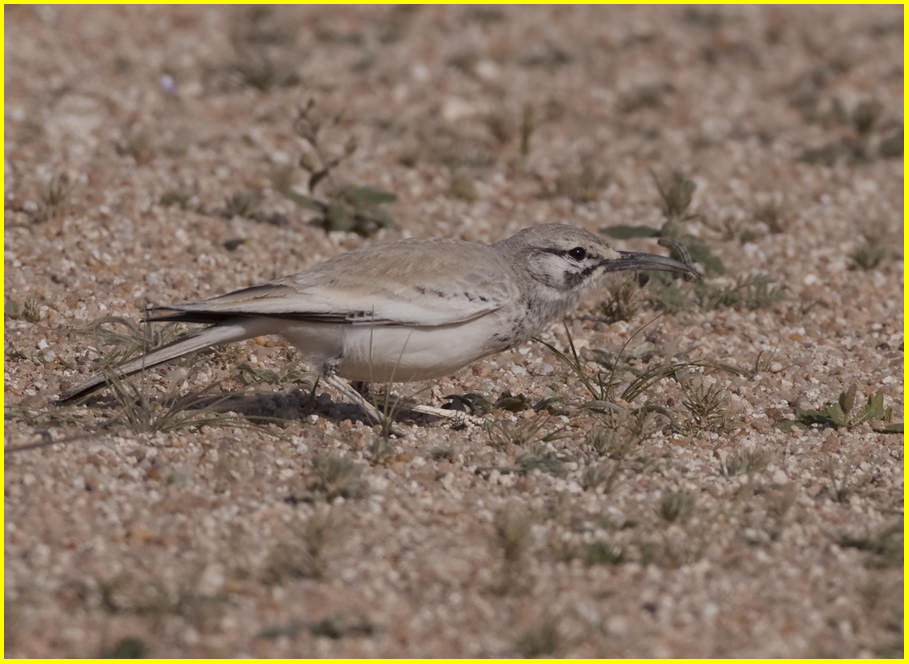 Hoopoe Lark Alaemon alaudipes