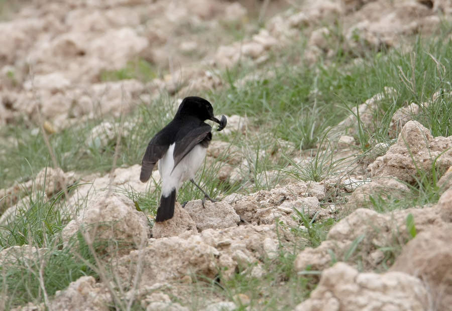 Hume’s Wheatear with insect in its beak