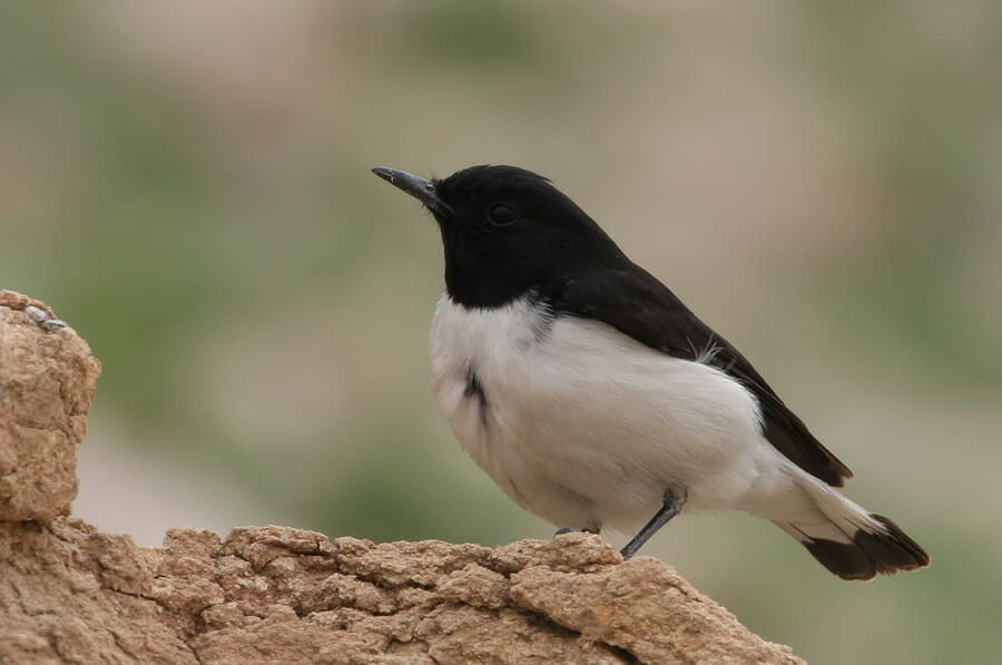 Hume’s Wheatear perched on a mound