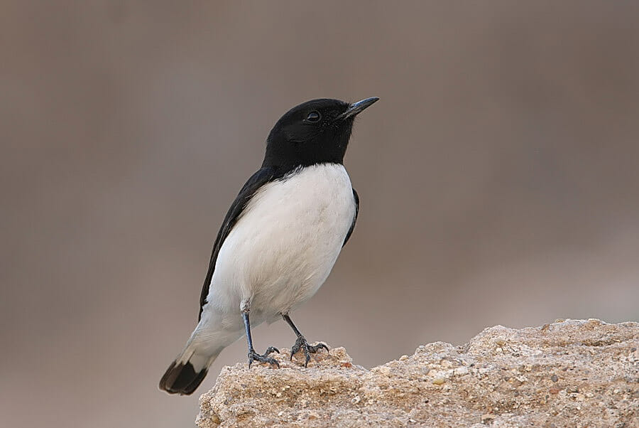Hume’s Wheatear perched on a mound