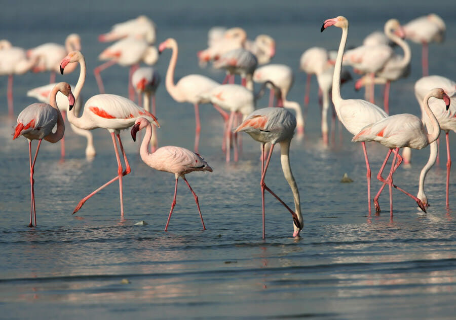 Lesser Flamingo amongst a flock Greater Flamingos