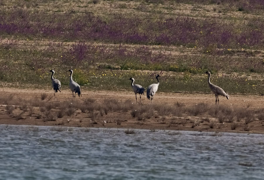 Common Crane in SAANR February 2010