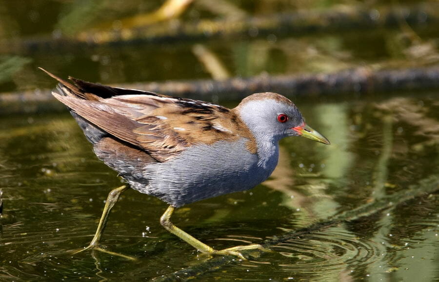 Little Crake walking in water