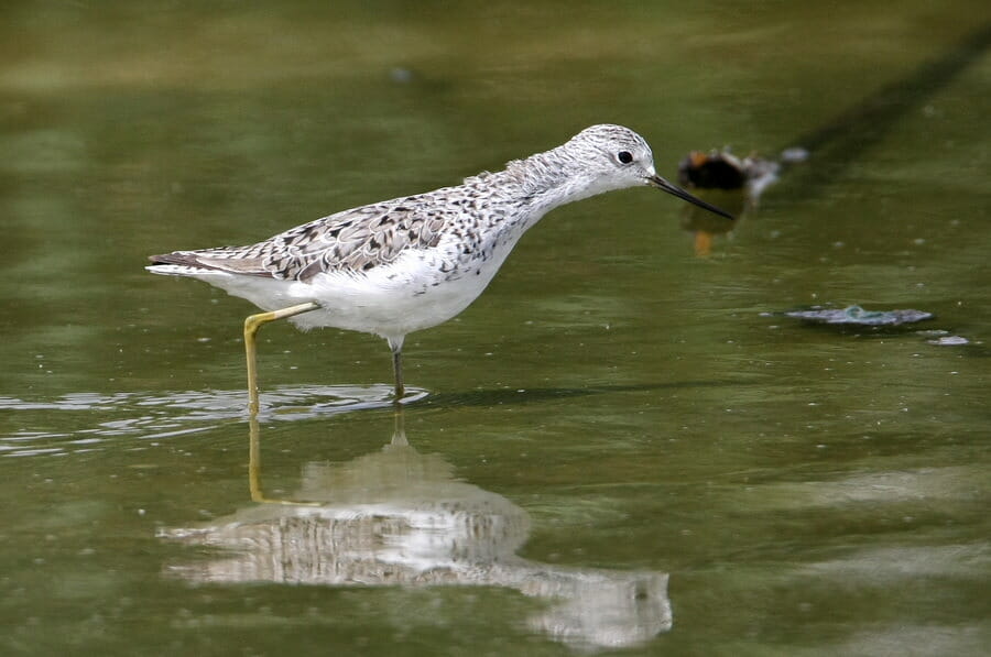 Marsh Sandpiper walking in water