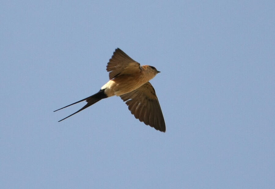 Red-rumped Swallow in flight