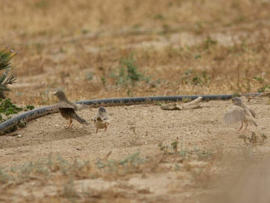 Afghan Babblers standing on the ground with two chicks