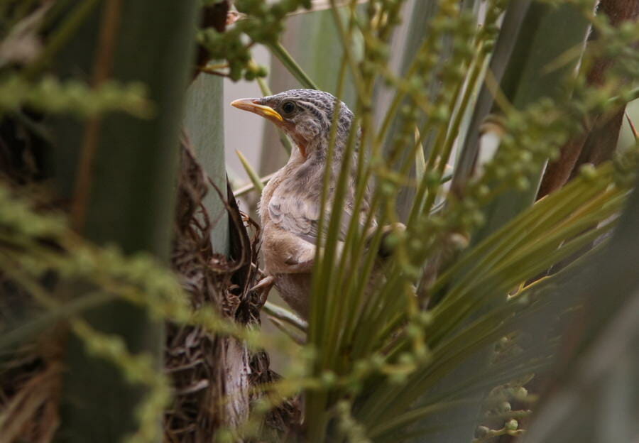 Afghan Babbler perched on a tree