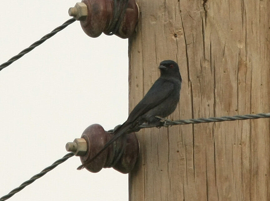 Ashy Drongo perching on electricity cable