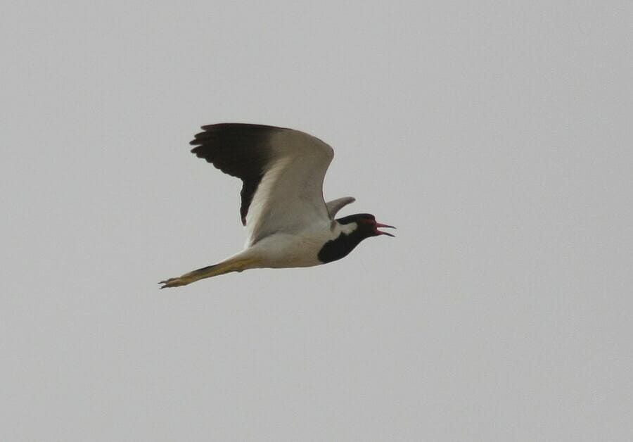 Red-wattled Lapwing in flight