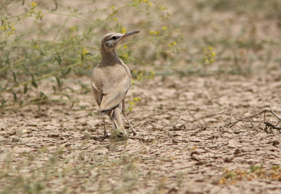 Greater Hoopoe-Lark standing on the ground