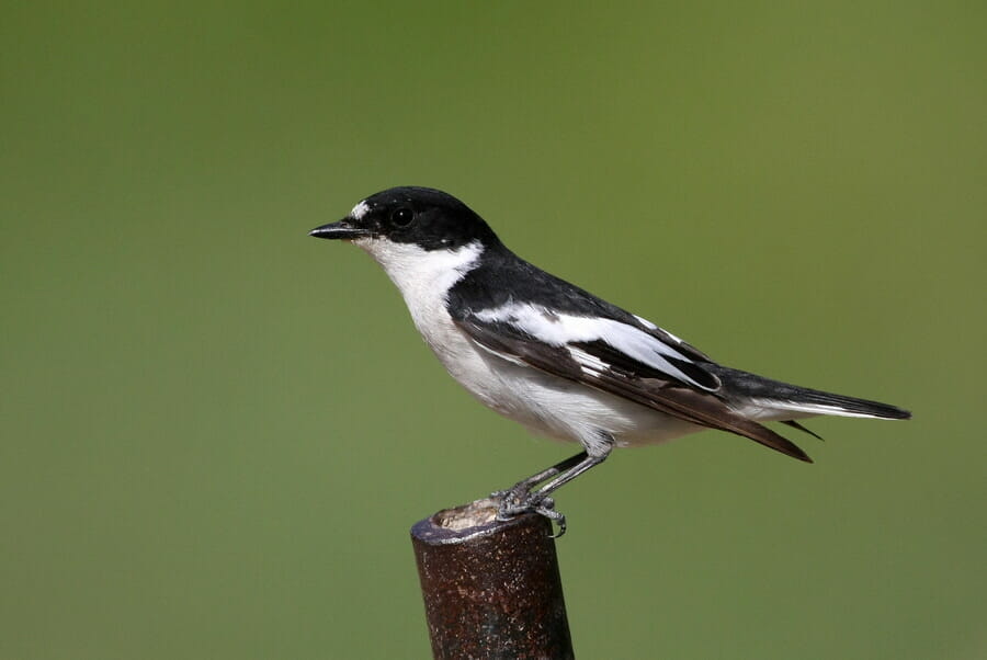 Semi-collared Flycatcher perched on a post