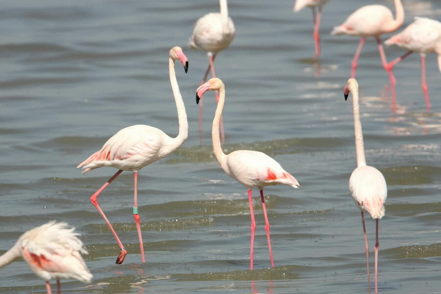 A flock Greater Flamingos