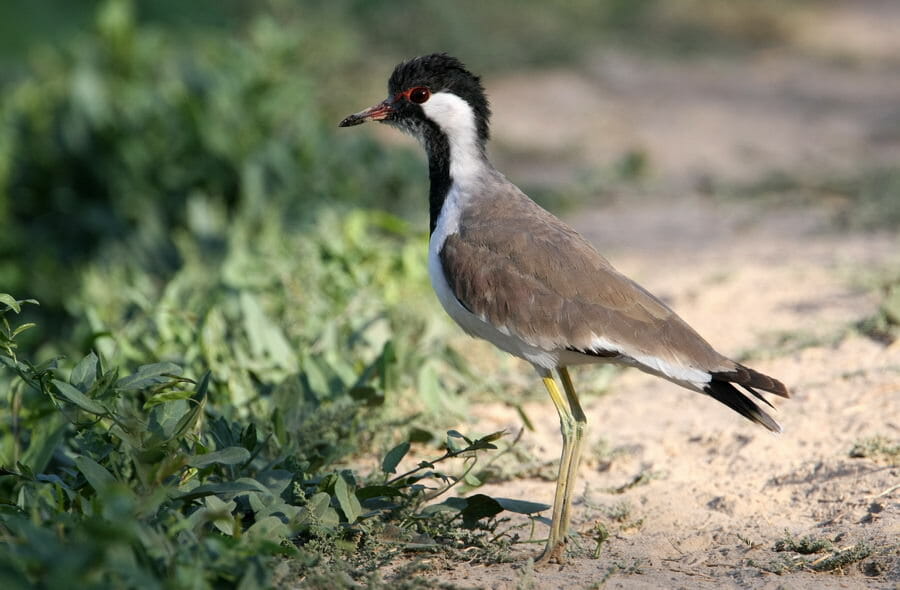 Red-wattled Lapwing standing on the ground