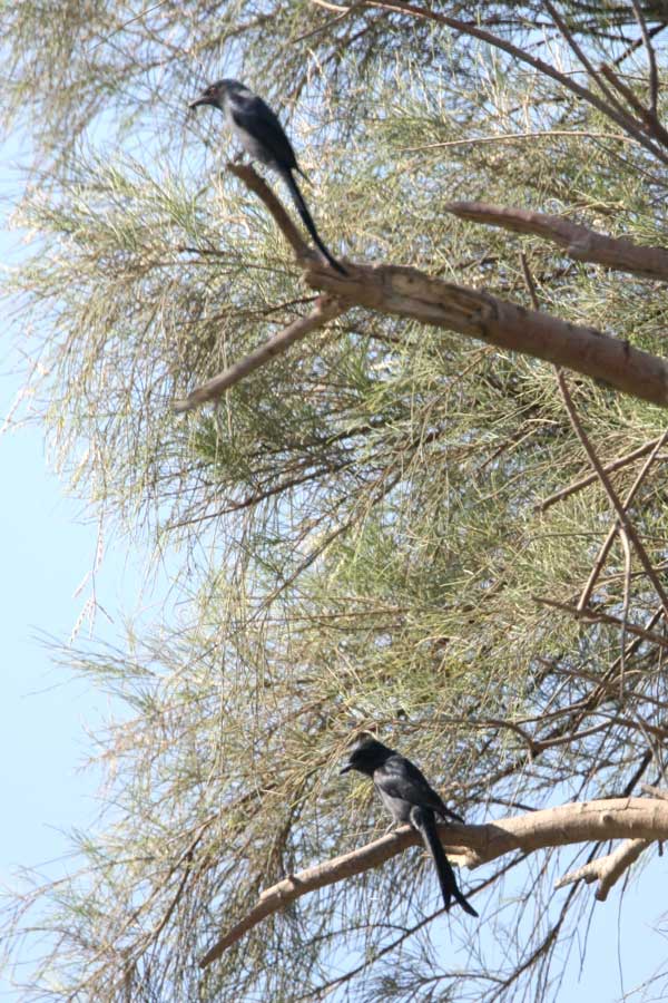 Ashy Drongo perched on a branch of a tree