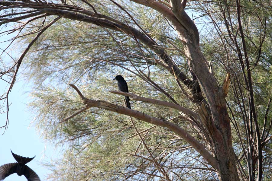 Ashy Drongo perched on a branch of a tree