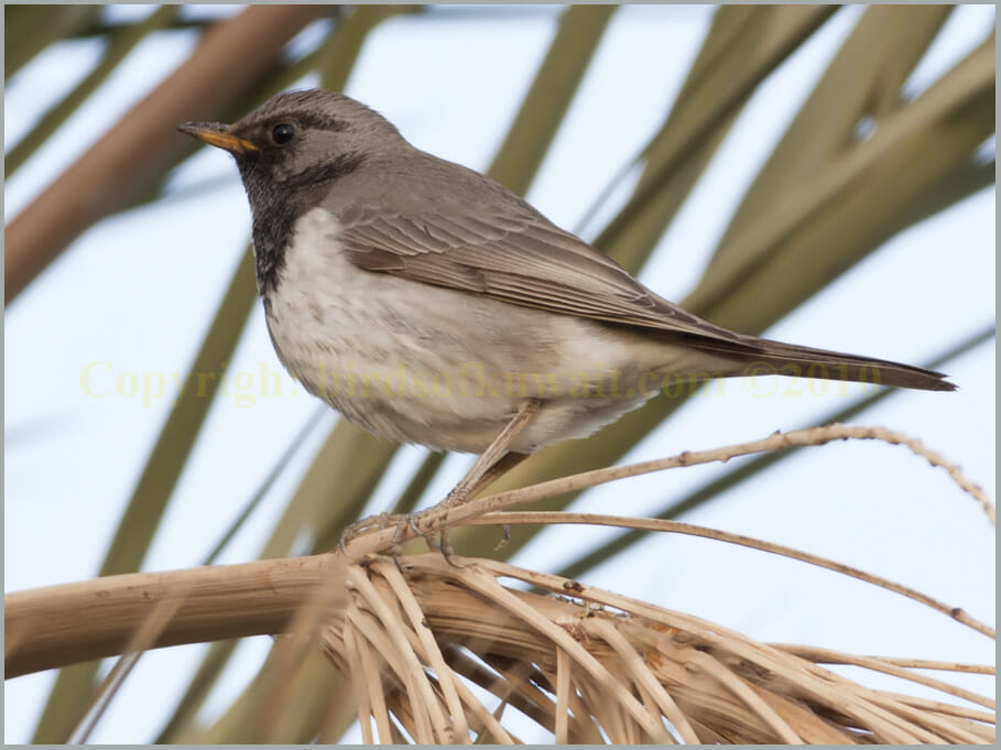 Black-throated Thrush Turdus atrogularis Black-throated Thrush Turdus atrogularis