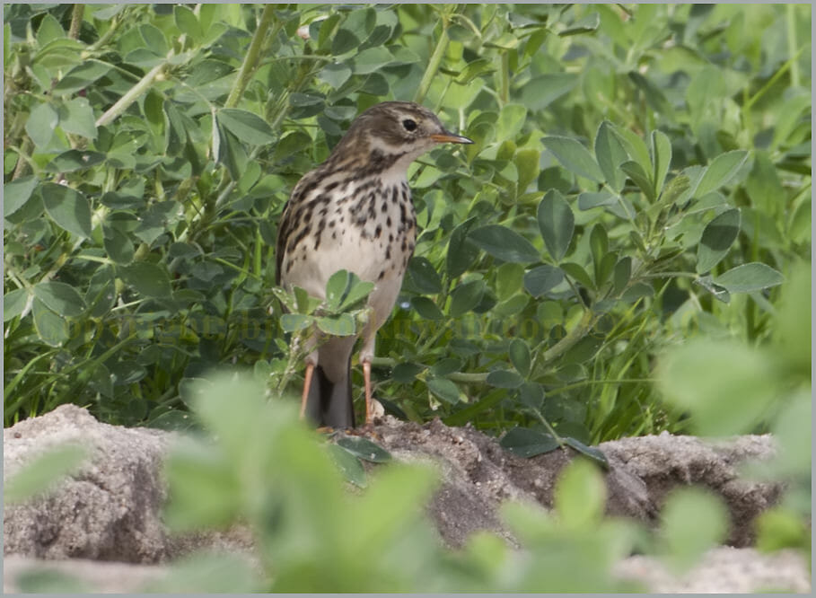 Buff-bellied Pipit Anthus rubescens japonicus Buff-bellied Pipit Anthus rubescens japonicus