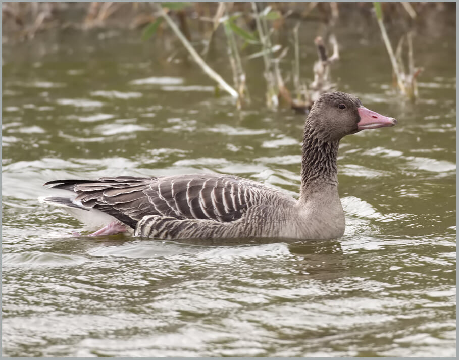 Eastern Greylag Goose Anser anser rubrirostri