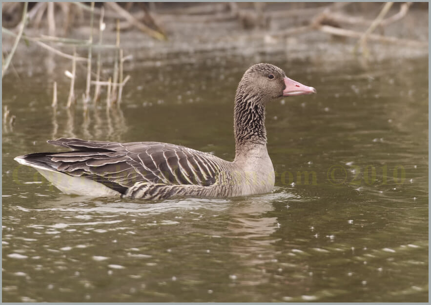 Eastern Greylag Goose Anser anser rubrirostri (Juvenile) swimming in water