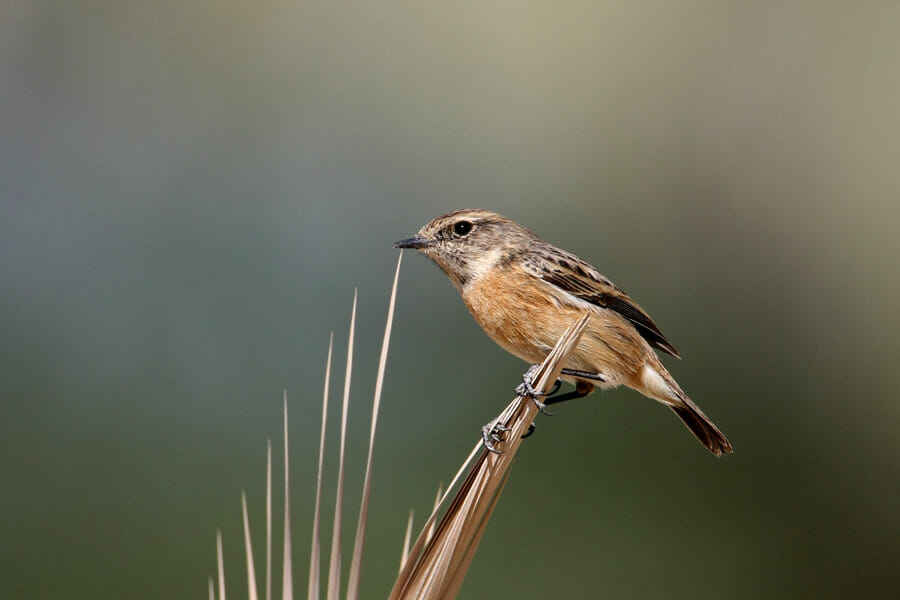 European Stonechat perched on a branch of a tree