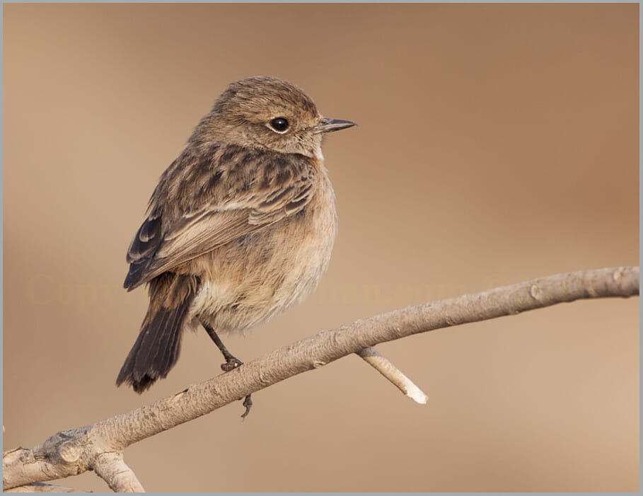 European Stonechat Saxicola rubicola European Stonechat Saxicola rubicola