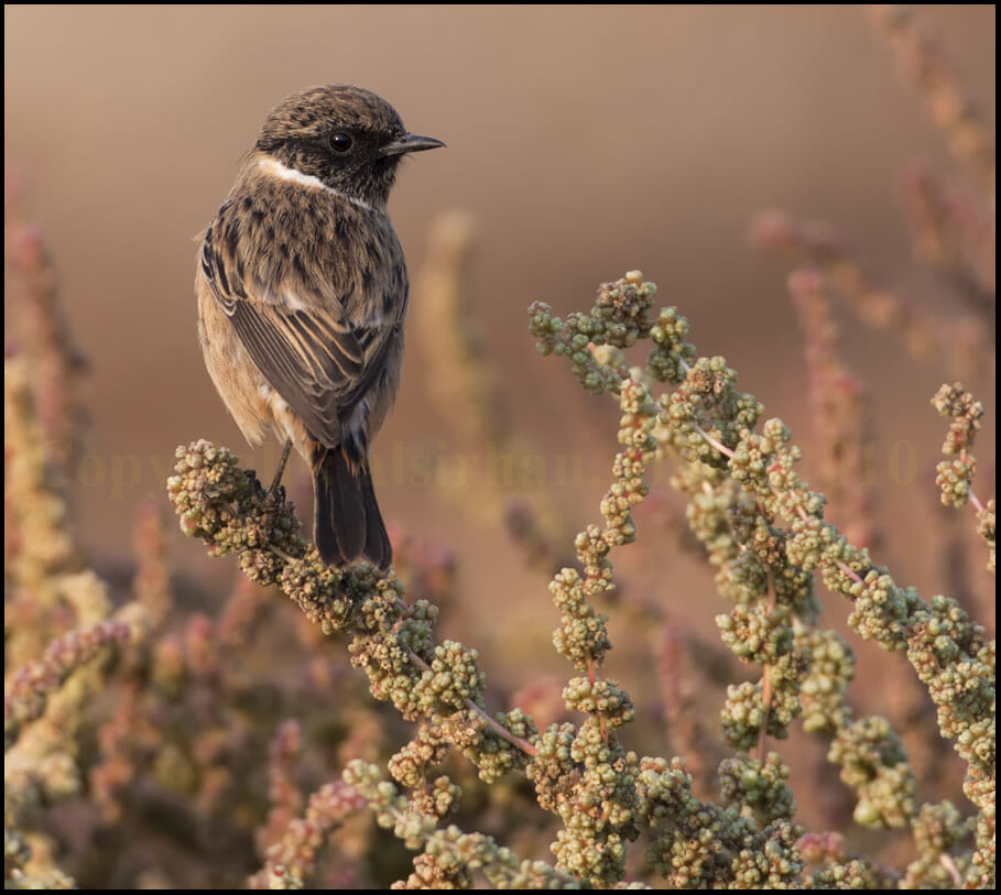 European Stonechat perched on top of a plant